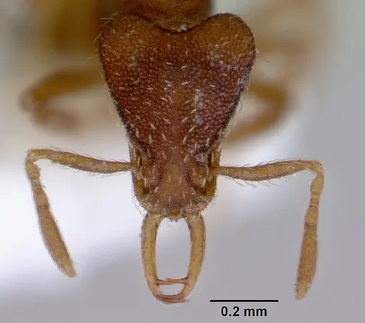 Strumigenys perplexa - CASENT0172367