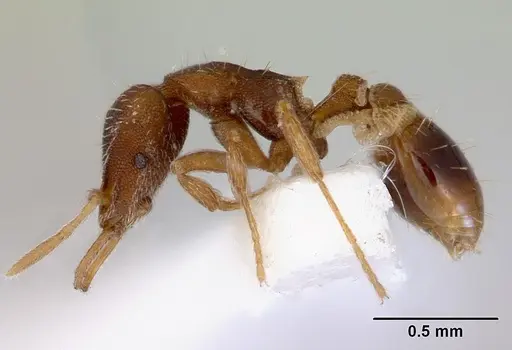 Strumigenys perplexa - CASENT0172367