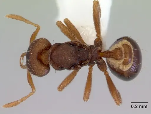 Strumigenys perplexa - CASENT0172368