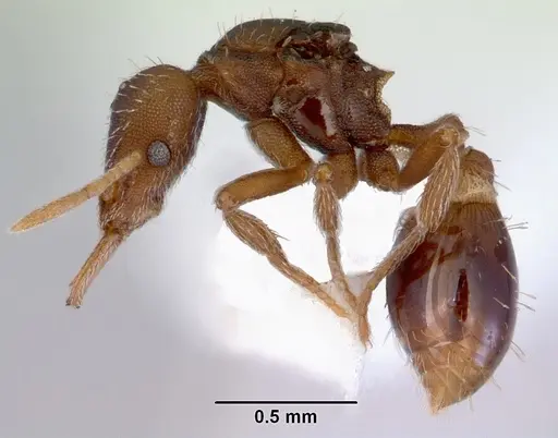 Strumigenys perplexa - CASENT0172368