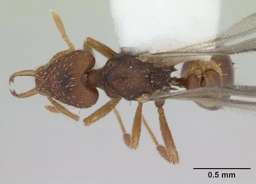 Strumigenys perplexa - CASENT0178475