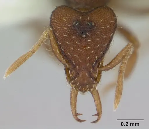 Strumigenys perplexa - CASENT0178475