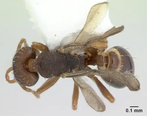 Strumigenys perplexa - CASENT0178872