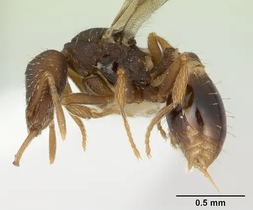 Strumigenys perplexa - CASENT0178872