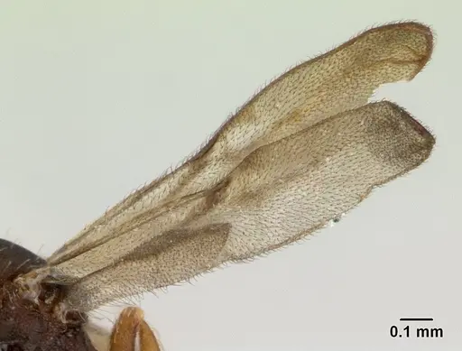 Strumigenys perplexa - CASENT0178872