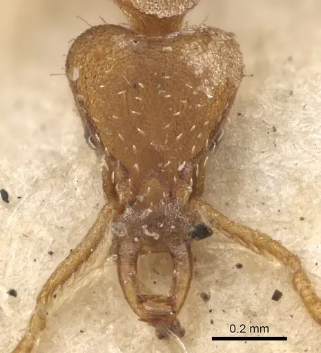 Strumigenys perplexa - CASENT0900905