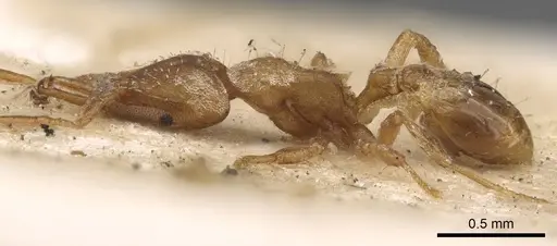 Strumigenys perplexa - CASENT0900905