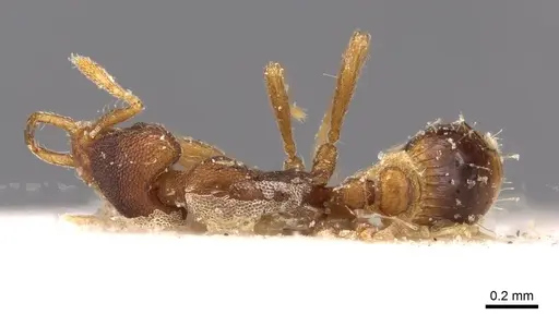 Strumigenys perplexa - CASENT0909317