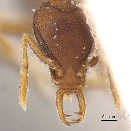 Strumigenys perplexa - CASENT0909317