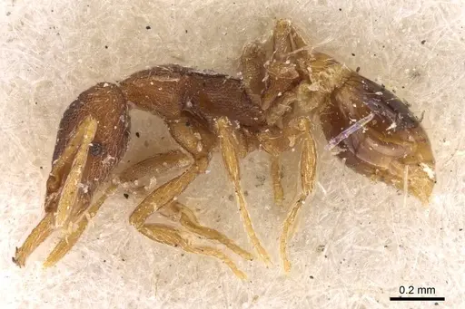 Strumigenys perplexa - CASENT0909317