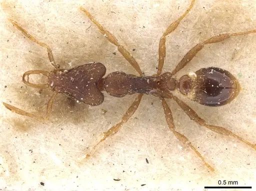 Strumigenys perplexa - CASENT0909318