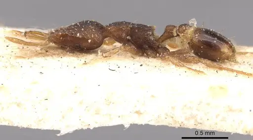 Strumigenys perplexa - CASENT0909318