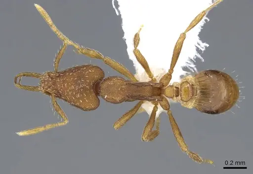 Strumigenys perplexa - CASENT0914858