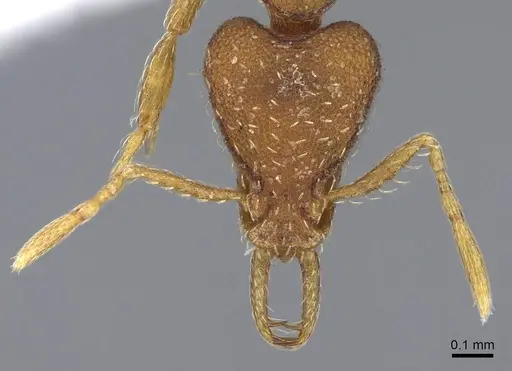 Strumigenys perplexa - CASENT0914858