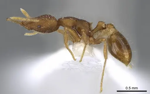 Strumigenys perplexa - CASENT0914858