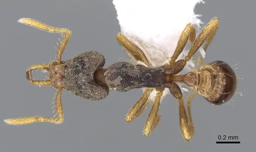 Strumigenys perplexa - CASENT0914885