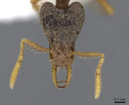 Strumigenys perplexa - CASENT0914885