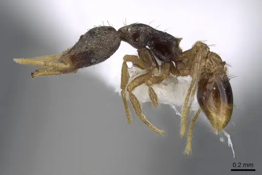 Strumigenys perplexa - CASENT0914885