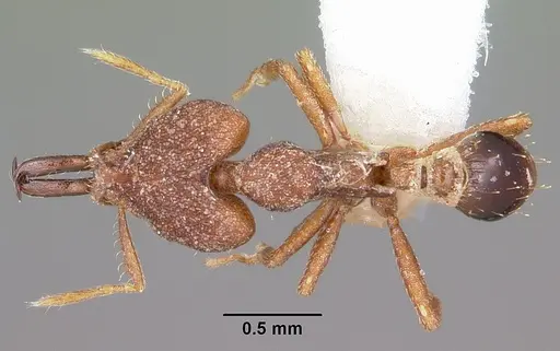 Strumigenys perturba specimen