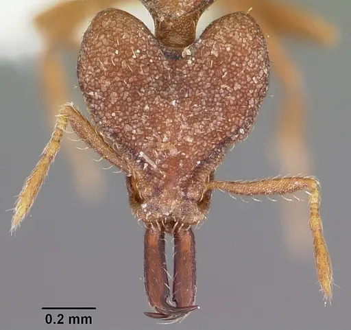 Strumigenys perturba specimen