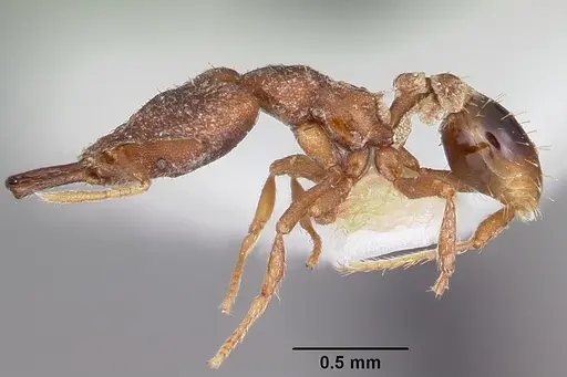 Strumigenys perturba specimen
