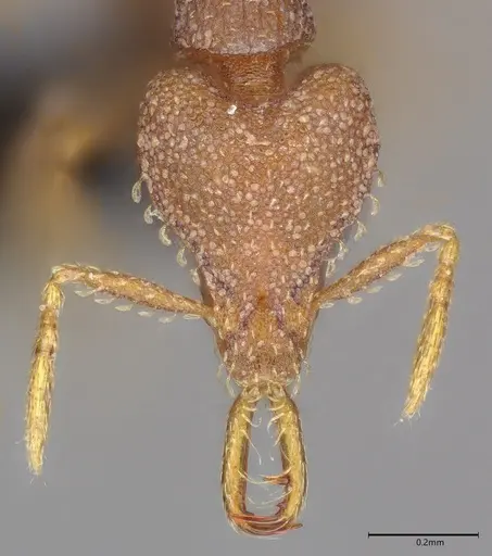 Strumigenys petiolata specimen