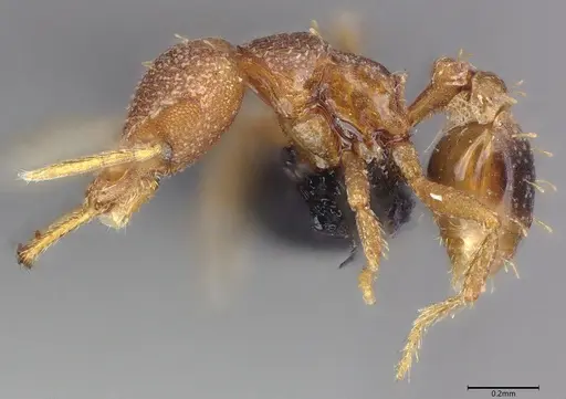 Strumigenys petiolata specimen