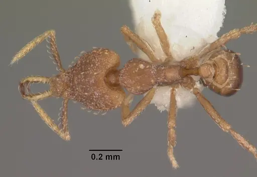 Strumigenys petiolata - CASENT0102584