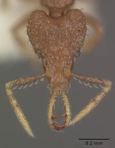 Strumigenys petiolata - CASENT0102584