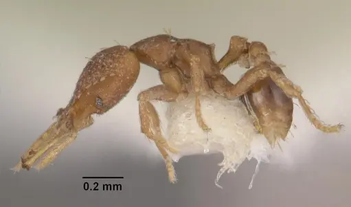 Strumigenys petiolata - CASENT0102584