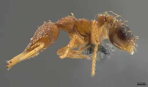 Strumigenys petiolata - CASENT0355679