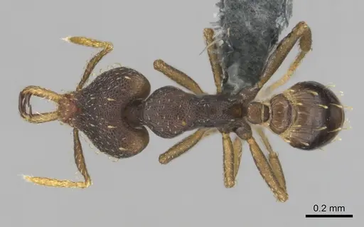 Strumigenys petiolata - CASENT0815850