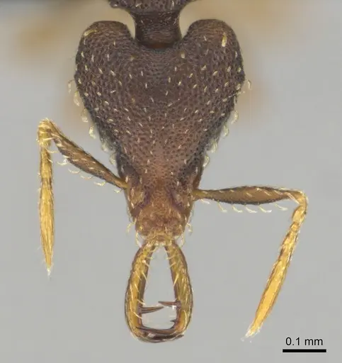 Strumigenys petiolata - CASENT0815850