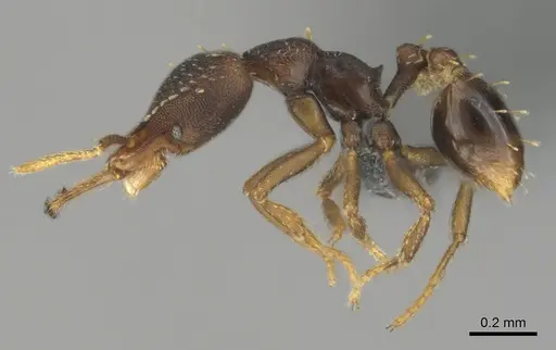 Strumigenys petiolata - CASENT0815850