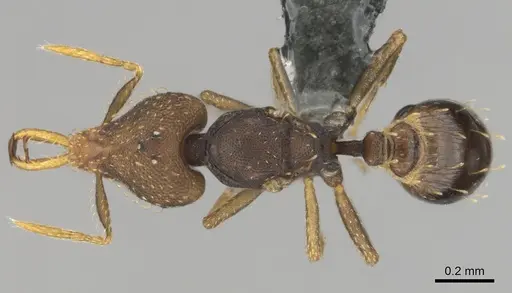 Strumigenys petiolata - CASENT0815852