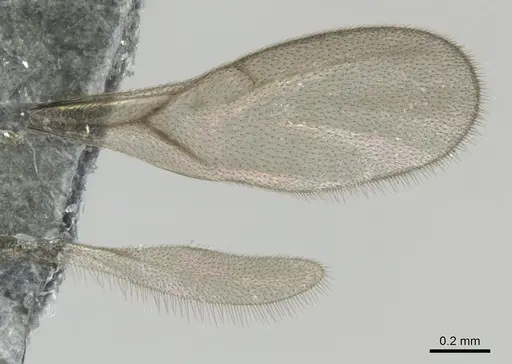 Strumigenys petiolata - CASENT0815852