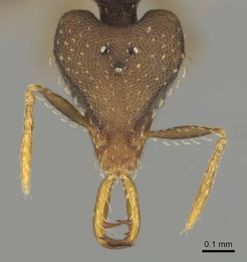 Strumigenys petiolata - CASENT0815852