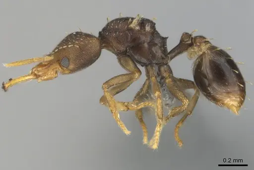 Strumigenys petiolata - CASENT0815852