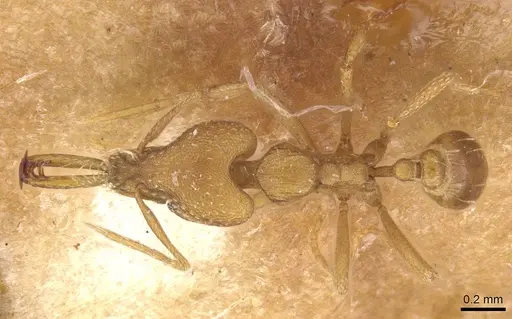 Strumigenys petiolata - CASENT0913611