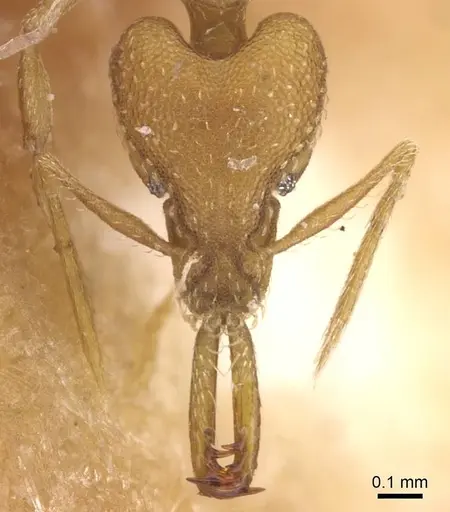 Strumigenys petiolata - CASENT0913611