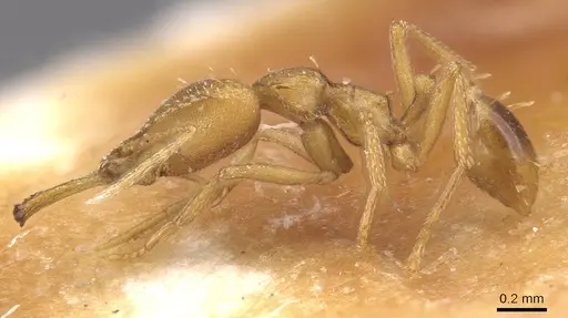 Strumigenys petiolata - CASENT0913611