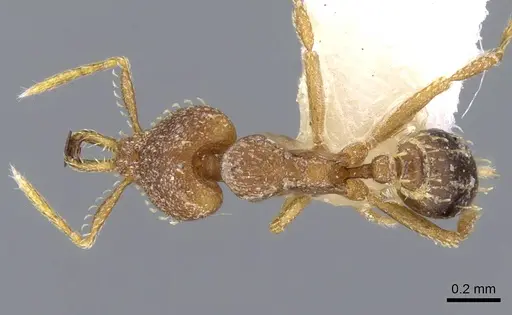 Strumigenys petiolata - CASENT0914773