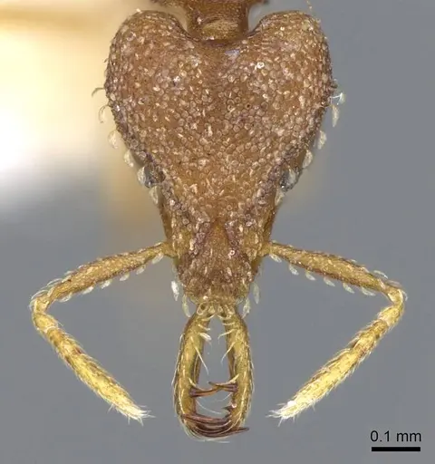 Strumigenys petiolata - CASENT0914773