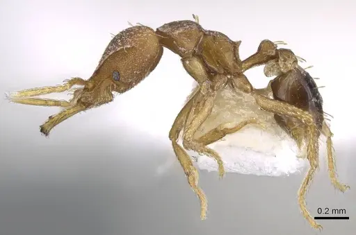 Strumigenys petiolata - CASENT0914773