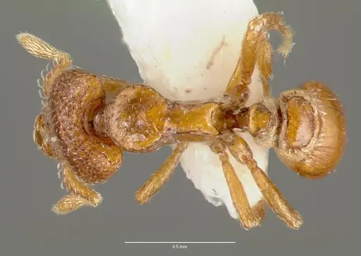 Strumigenys peyrierasi specimen