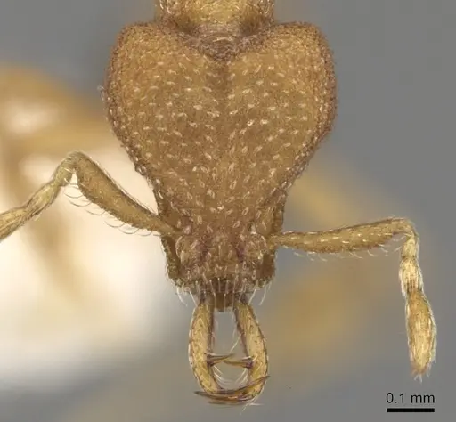 Strumigenys pharosa specimen