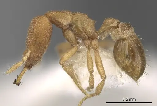 Strumigenys pharosa specimen