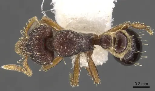 Strumigenys phasma specimen