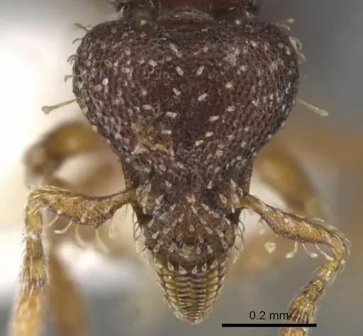 Strumigenys phasma specimen