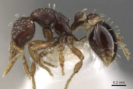 Strumigenys phasma specimen